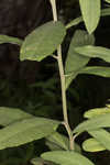 Giant ironweed